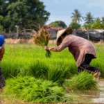 bagsakan-farmers-blog