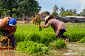 bagsakan-farmers-blog